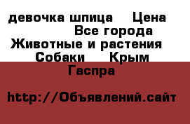 девочка шпица  › Цена ­ 40 000 - Все города Животные и растения » Собаки   . Крым,Гаспра